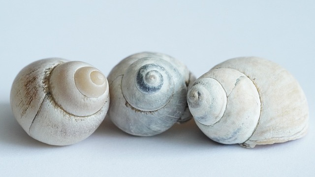 timeline graphic showing conch piercing healing stages over 6–12 months